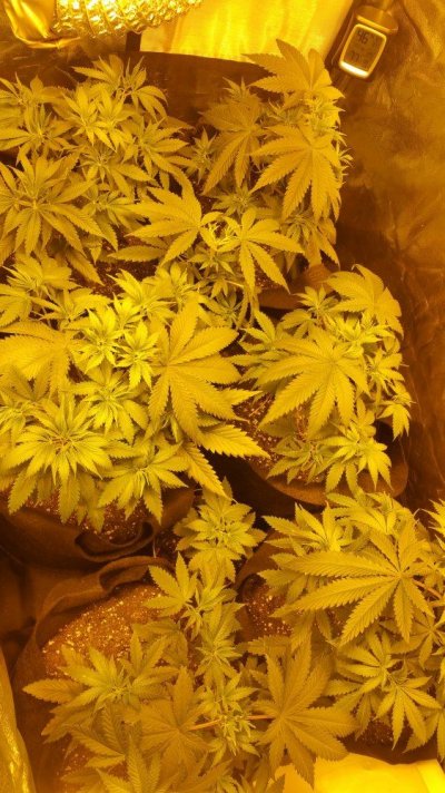 Gorilla Glue Update
