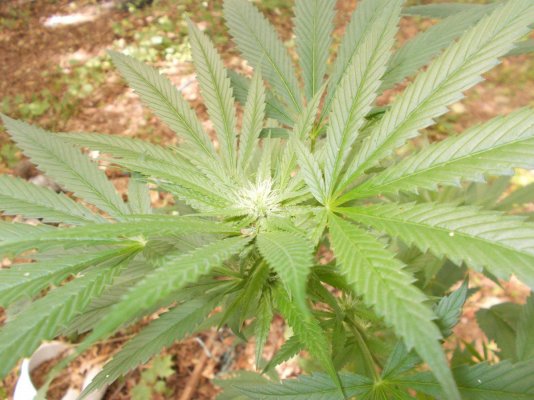 Peace, Love And Bear Hugs :) Mystery Seeds!!