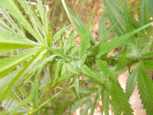 Peace, Love And Bear Hugs :) Mystery Seeds!!
