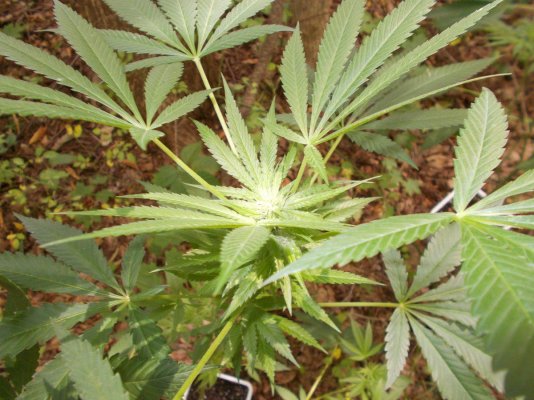 Peace, Love And Bear Hugs :) Mystery Seeds!!