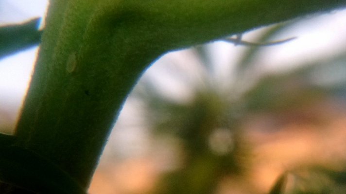 spidermite-larva.jpg