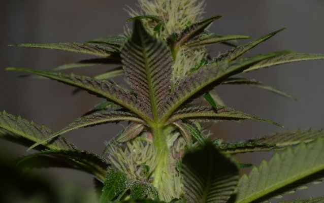 Breeding for whorls