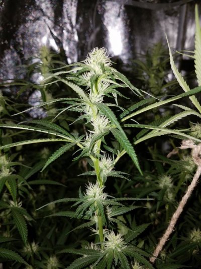 Bodhi Seeds Thread.
