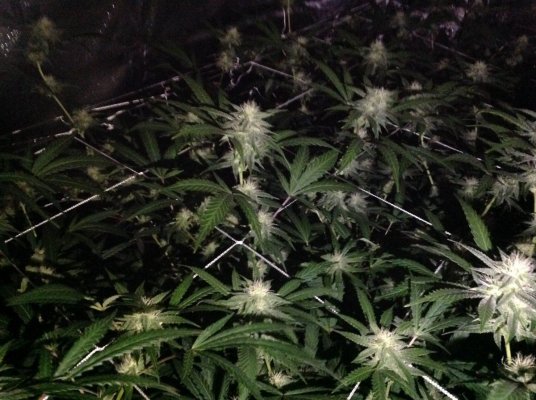 The Uk Awesome Member And Growers Thread