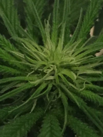 Newbie Grow Journal
