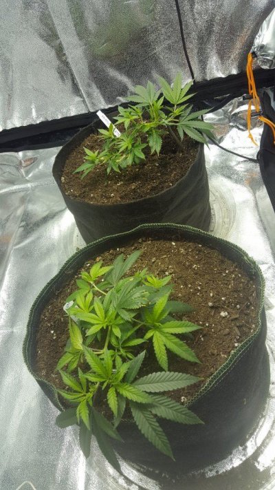 hello-fellow-farmers-1st-timer-indoor-here.jpg