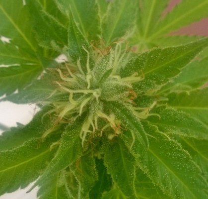 White Pollen?