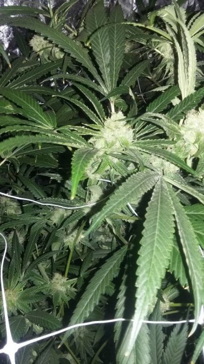 Almost Harvest Time