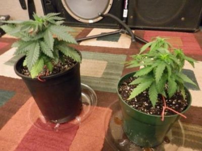 9-18-16 repotting b.JPG
