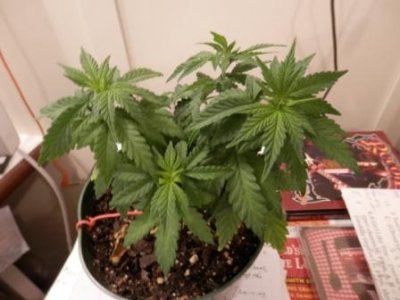 9-20-16 new colas LST.JPG