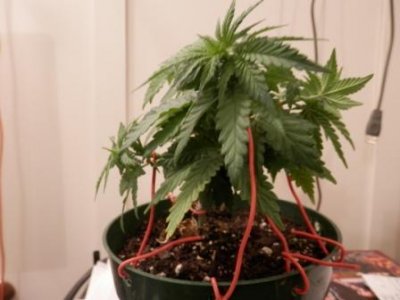 9-20-16 LST a.JPG