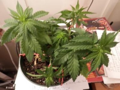 9-20-16 LST b.JPG