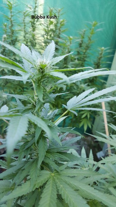 A Little Corner Outdoor