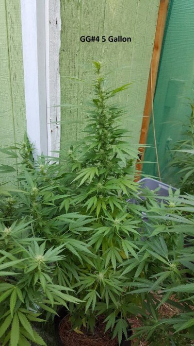 A Little Corner Outdoor