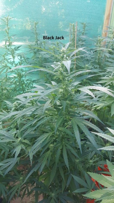 A Little Corner Outdoor