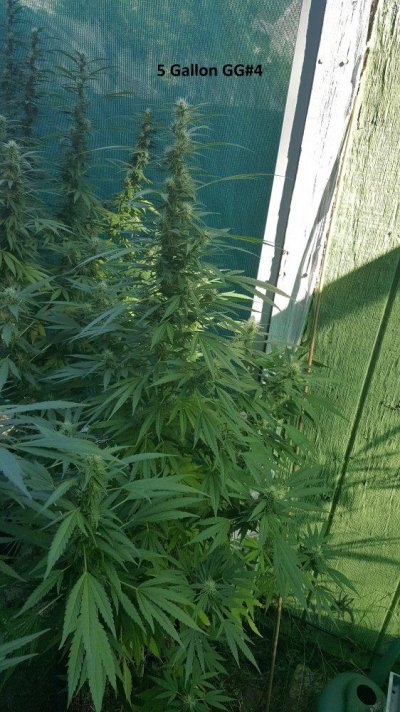 A Little Corner Outdoor