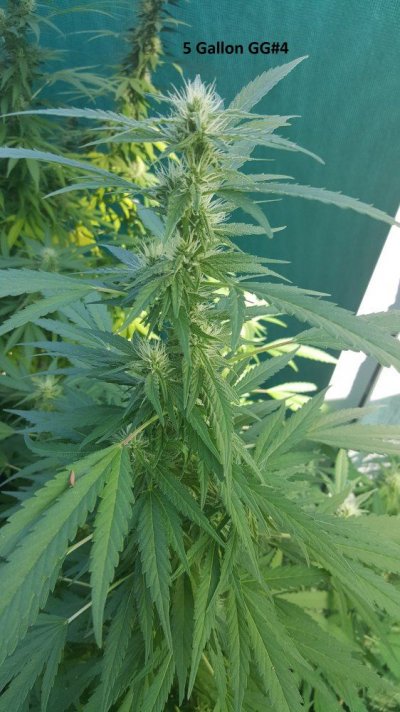 A Little Corner Outdoor
