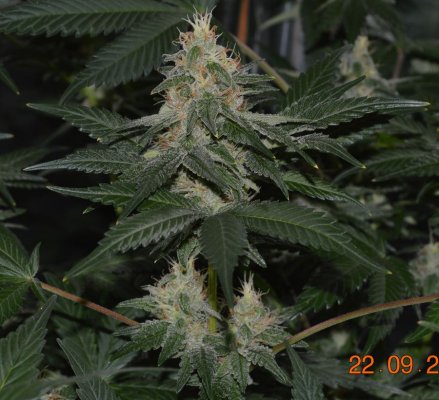 Breeding for whorls