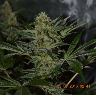 Breeding for whorls