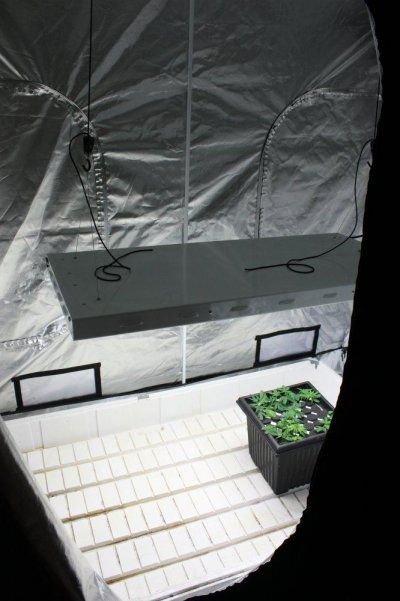 new-room-soiless-grow-3.jpg