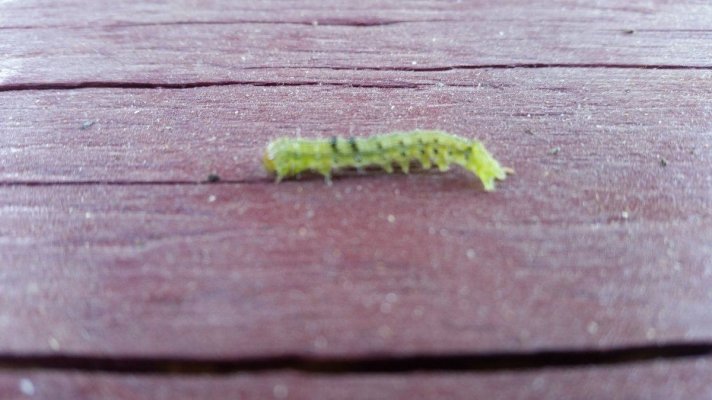 worm-i-caught-eating-a-bud.jpg