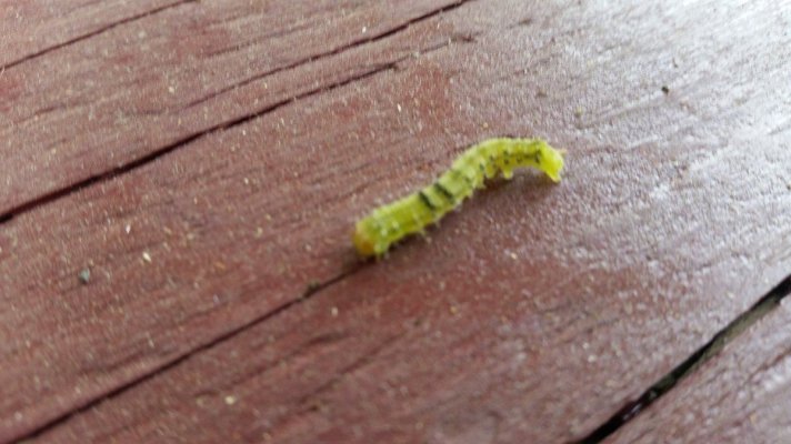 worm-i-caught-eating-a-bud-2.jpg