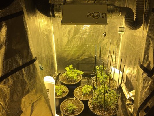 first-indoor-full-grow.jpg
