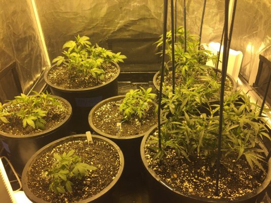 first-indoor-full-grow-2.jpg