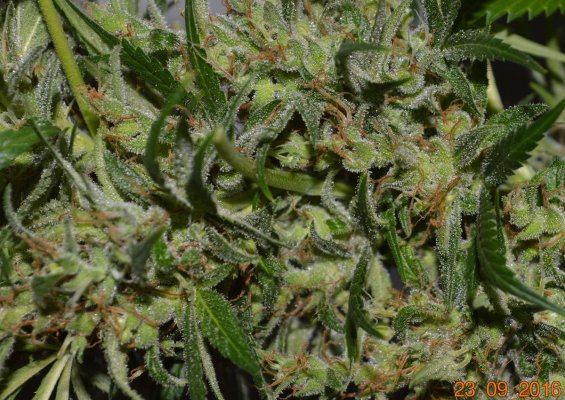 Breeding for whorls