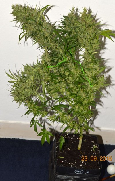 Breeding for whorls