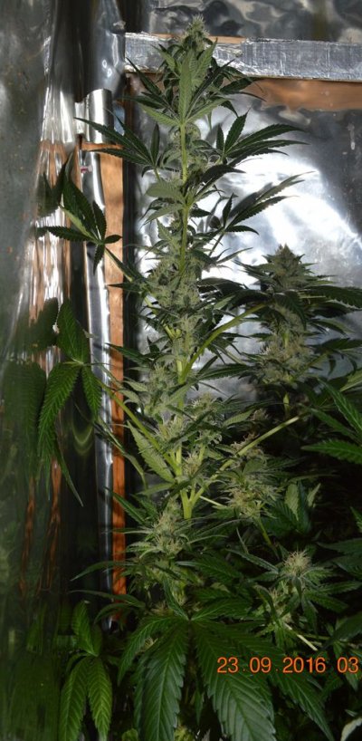 Breeding for whorls