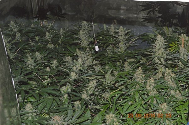 Breeding for whorls
