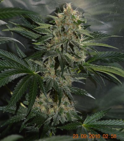 Breeding for whorls