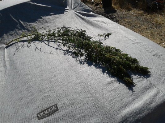 Bottom Branches Dying