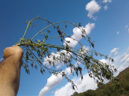 Bottom Branches Dying