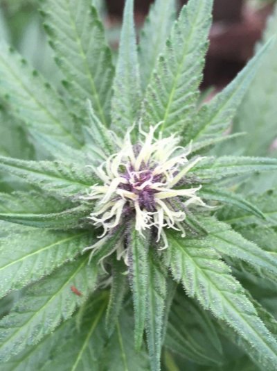 First Indoor Full Grow.