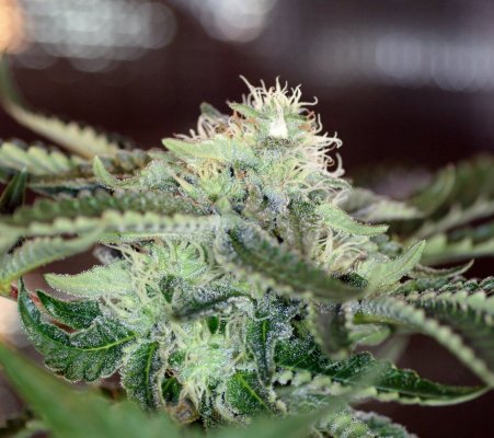 Cheap alternatives to overpriced hydroponic nutrients