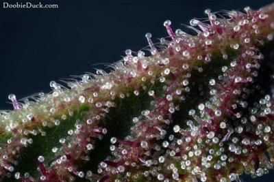 DoobieDuck's Macro Cannabis Images