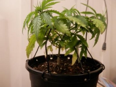 9-25-16 LST 3.JPG