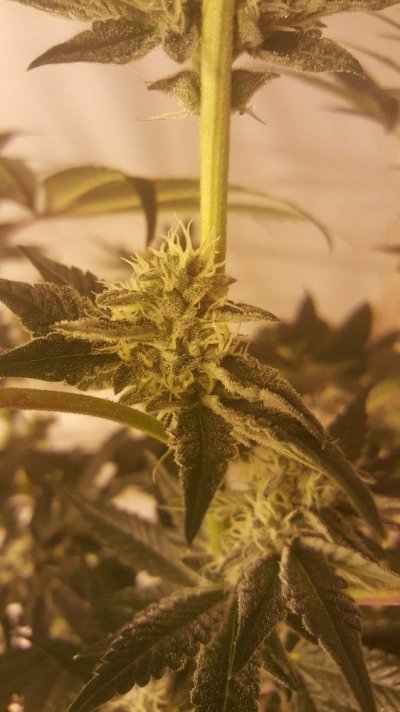 Cornbread, Cookies And Cream, Star Killer And Kimbo Kush Grow