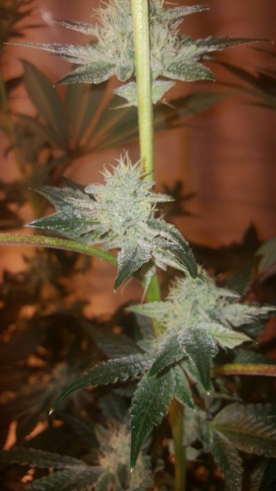 Cornbread, Cookies And Cream, Star Killer And Kimbo Kush Grow