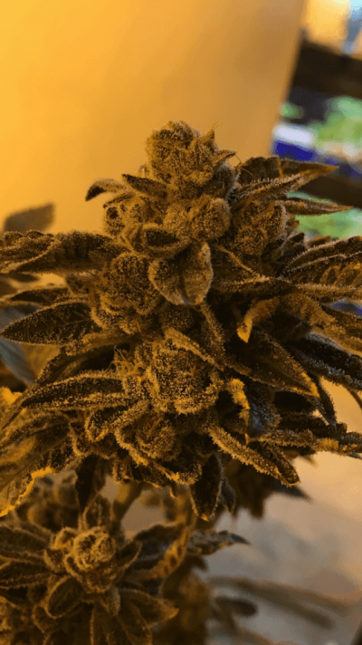 Girl Scout Candy