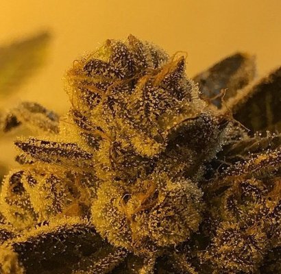 Girl Scout Candy
