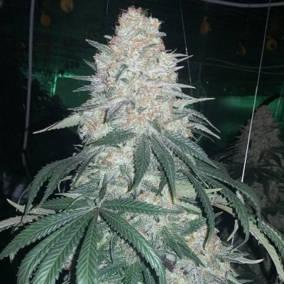 Michigan... Strains, pics, and whatever!