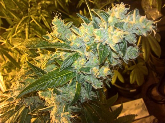 Let's See Your Frostiest Flowers