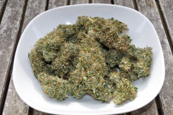 Haze Auto (dinafem)