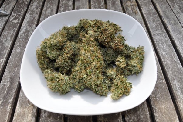 Haze Auto (dinafem)