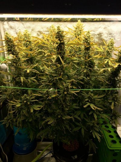 Any Suggestions For A 1st Time Indoor Grow?