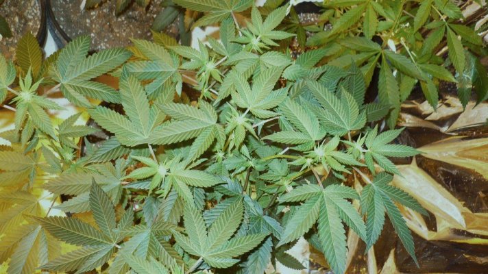 sour-bubble-4-x-16-strains-6.jpg