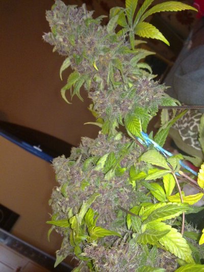 purple kush x purple rhino